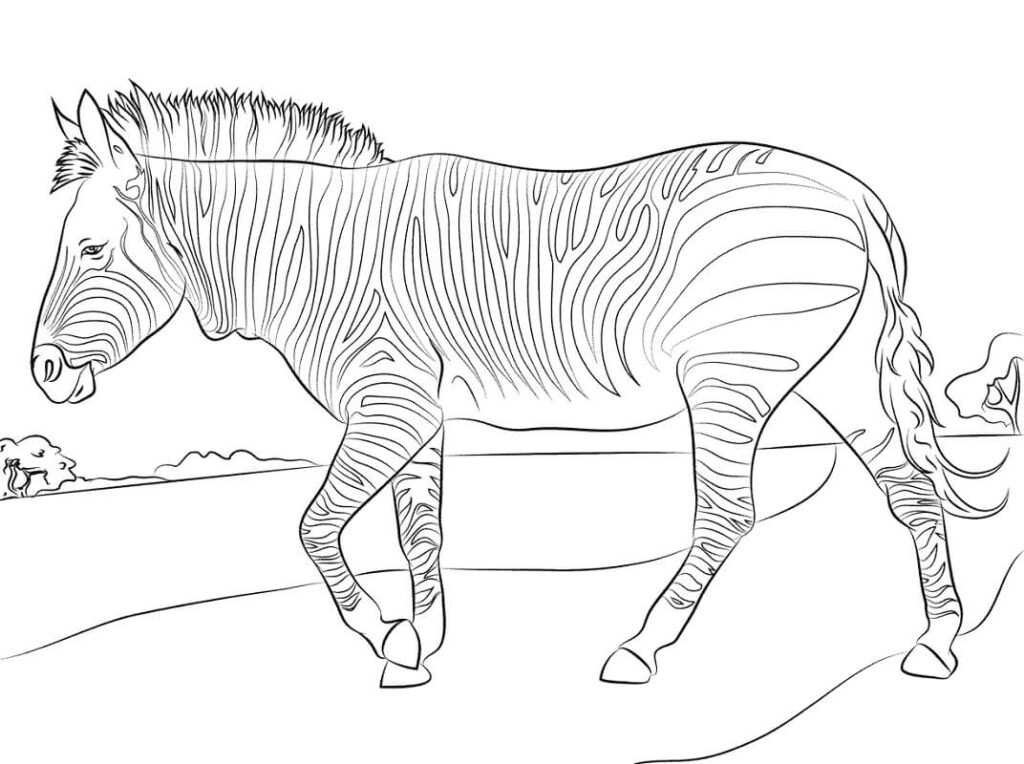 Desenho de Zebra para Imprimir Download