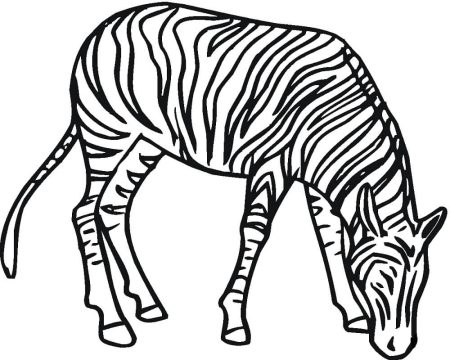 Desenho de Zebra para Imprimir Pdf grátis