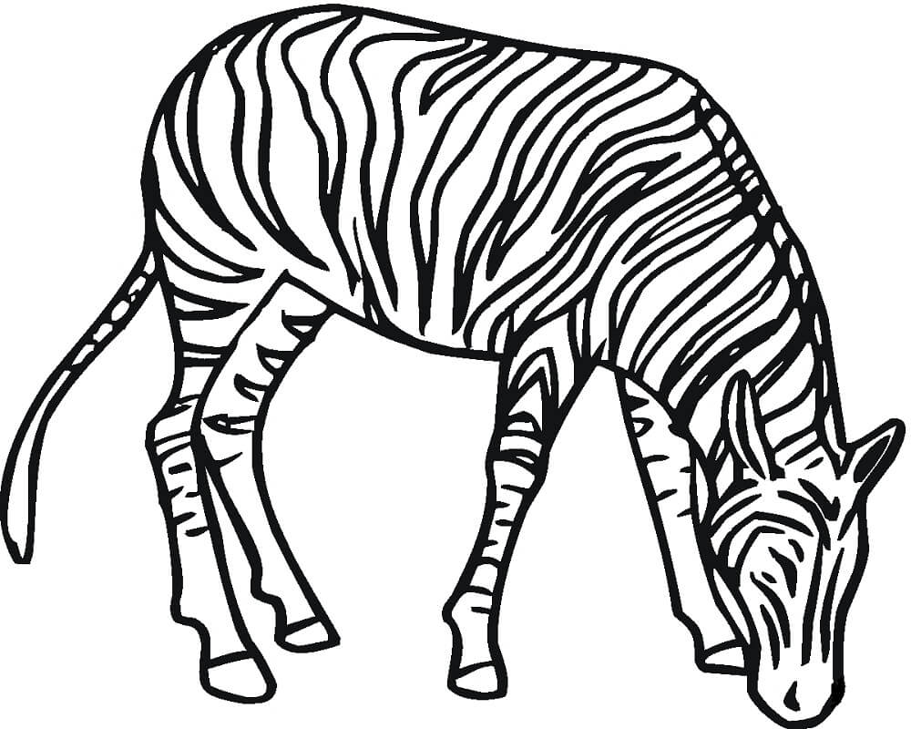Desenho de Zebra para Imprimir Pdf Grátis