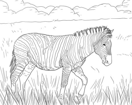Desenho de Zebra para Pintar Imprimível