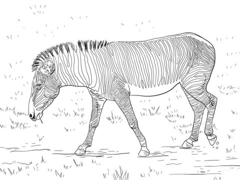 Desenho de Zebra para Pintar Pdf grátis