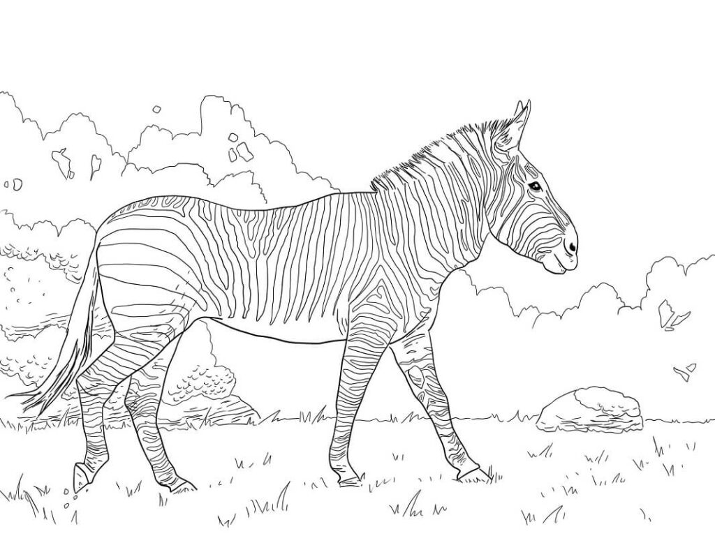Desenho de Zebra Pdf para Colorir Grátis